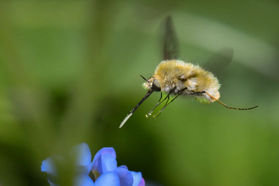 Macro de bombyle réaliser par olivier Duchene photographe en seine et marne.