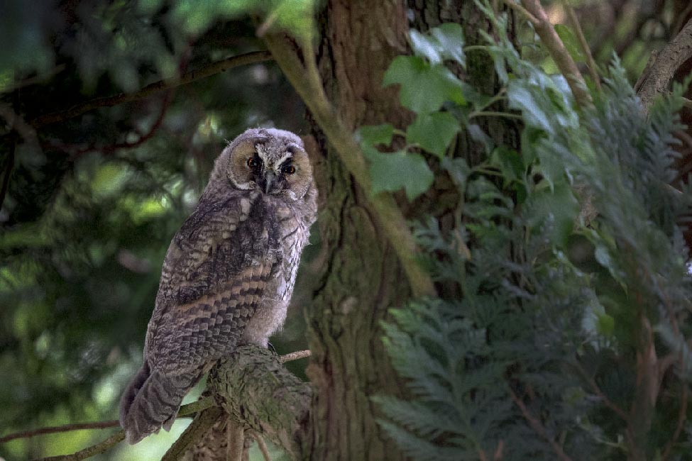 Jeune hibou moyen duc, realiser par olivier Duchene photographe.