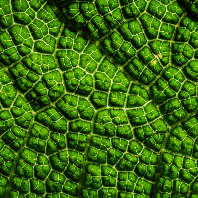 6-olivier-duchene photographe 77 -echappees-botaniques exposition nature-1877