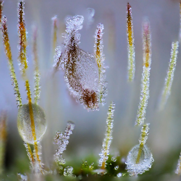 _ODF8275_2_olivierduchene_photographe_macro-hiver_frimasetsuspensions_