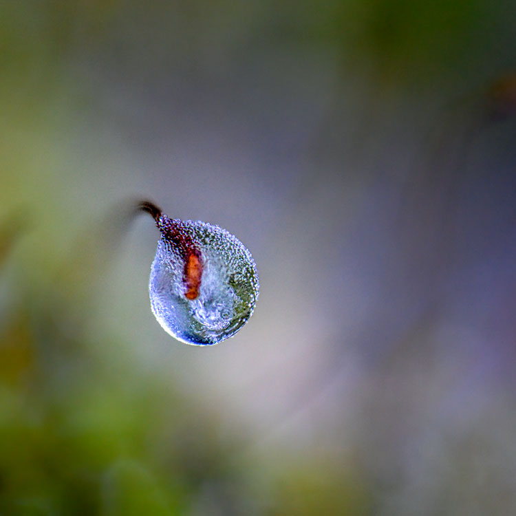 ODF8396_-2_olivierduchene_photographe_macro-eau_frimasetsuspensions_