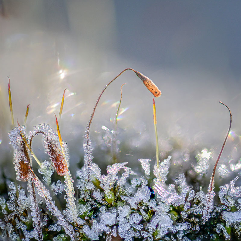 ODF9286-3_olivier-vduchene_photographe_macro-hiver_