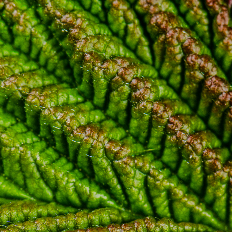 olivier-duchene photographe 77 -echappees-botaniques exposition nature-5133