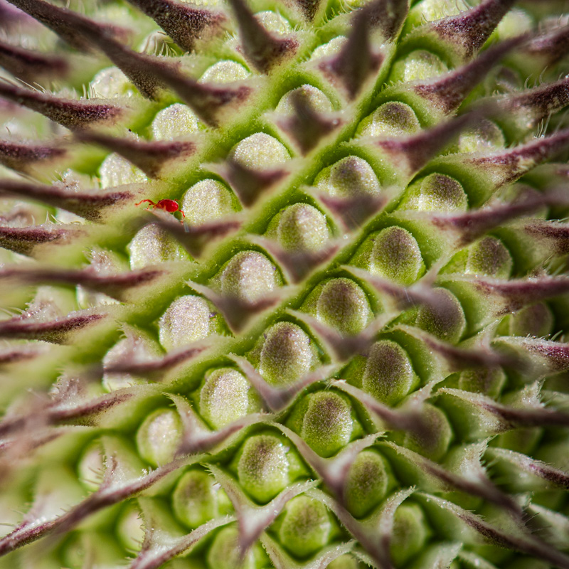 olivier-duchene photographe 77 -echappees-botaniques exposition nature-flore-1146